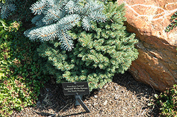 Linwood White Spruce (Picea glauca 'Linwood') at Stonegate Gardens