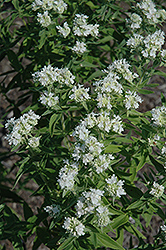 Hairy Mountain Mint (Pycnanthemum verticillatum var. pilosum) at A Very Successful Garden Center