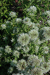 Appalachian Mountain Mint (Pycnanthemum flexuosum) at Stonegate Gardens