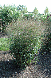 Huron Solstice Switch Grass (Panicum virgatum 'Huron Solstice') at Stonegate Gardens