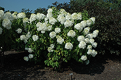 Phantom Hydrangea (Hydrangea paniculata 'Phantom') at Stonegate Gardens