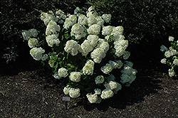 Silver Dollar Hydrangea (Hydrangea paniculata 'Silver Dollar') at Stonegate Gardens