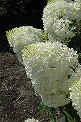Silver Dollar Hydrangea (Hydrangea paniculata 'Silver Dollar') at Stonegate Gardens