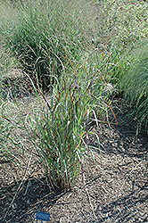 Badlands Switch Grass (Panicum virgatum 'Badlands') at Stonegate Gardens