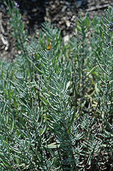 Jean Davis Lavender (Lavandula angustifolia 'Jean Davis') at Stonegate Gardens