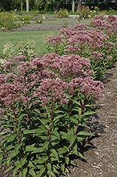 Baby Joe Dwarf Joe Pye Weed (Eupatorium dubium 'Baby Joe') at Lakeshore Garden Centres
