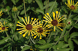 Henry Eilers Sweet Coneflower (Rudbeckia subtomentosa 'Henry Eilers') at Lakeshore Garden Centres