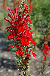 Cardinal Flower (Lobelia cardinalis) at A Very Successful Garden Center
