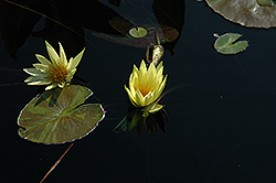 St. Louis Gold Tropical Water Lily (Nymphaea 'St. Louis Gold') at Wallitsch Nursery And Garden Center