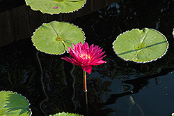 Bull's Eye Tropical Water Lily (Nymphaea 'Bull's Eye') at Stonegate Gardens