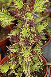 Stained Glassworks Witch Doctor Coleus (Solenostemon scutellarioides 'Witch Doctor') at Stonegate Gardens
