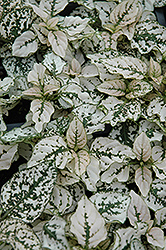 Splash Select White Polka Dot Plant (Hypoestes phyllostachya 'PAS2343') at Stonegate Gardens