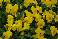 Sorbet XP Yellow Pansy (Viola 'Sorbet XP Yellow') at Stonegate Gardens