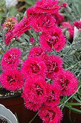 Double Star Starlette Pinks (Dianthus 'Double Star Starlette') at Stonegate Gardens