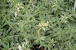 Sea Urchin Stonecrop (Sedum lineare 'Sea Urchin') at Lakeshore Garden Centres