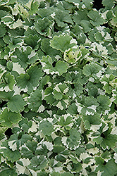 Variegated Ground Ivy (Glechoma hederacea 'Variegata') at Stonegate Gardens