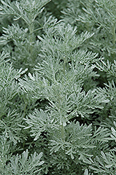 Parfum d'Ethiopia Artemisia (Artemisia 'Parfum d'Ethiopia') at Stonegate Gardens
