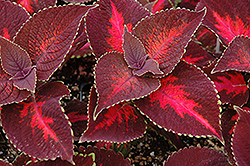 ColorBlaze Kingswood Torch Coleus (Solenostemon scutellarioides 'Kingswood Torch') at Stonegate Gardens