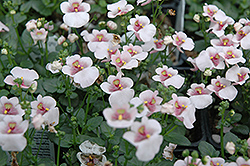 Juliet Pink with Eye Twinspur (Diascia 'Juliet Pink with Eye') at Stonegate Gardens