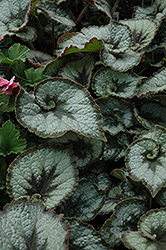 Escargot Begonia (Begonia 'Escargot') at Stonegate Gardens