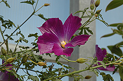 Leon's Purple Delight Lilac Hibiscus (Alyogyne huegelii 'MonLeon') at Stonegate Gardens