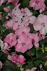 Show Off Pink Impatiens (Impatiens 'Show Off Pink') at Stonegate Gardens