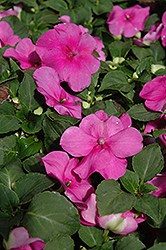 Show Off Lilac Impatiens (Impatiens 'Show Off Lilac') at Stonegate Gardens