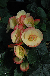 Pink Chablis Begonia (Begonia x hiemalis 'Pink Chablis') at Stonegate Gardens