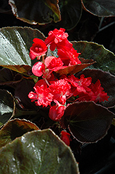 Doublet Red Begonia (Begonia 'Doublet Red') at Stonegate Gardens
