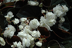 Doublet White Begonia (Begonia 'Doublet White') at Stonegate Gardens