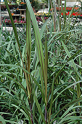 Princess Fountain Grass (Pennisetum purpureum 'Princess') at Stonegate Gardens