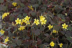 Zinfandel Shamrock (Oxalis vulcanicola 'Zinfandel') at Lakeshore Garden Centres