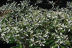 Silver Fog Euphorbia (Euphorbia 'Silver Fog') at Stonegate Gardens