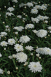 Madeira Double White Marguerite Daisy (Argyranthemum frutescens 'Madeira Double White') at Stonegate Gardens
