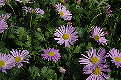 Jumbo Mauve Swan River Daisy (Brachyscome 'Happy Face Pink') at Stonegate Gardens
