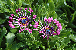 Serenity Lavender Bliss African Daisy (Osteospermum 'Serenity Lavender Bliss') at Stonegate Gardens