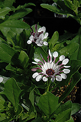 Serenity White Bliss African Daisy (Osteospermum 'Serenity White Bliss') at Stonegate Gardens