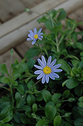 Pinwheel Periwinkle Blue Daisy (Felicia amelloides 'Pinwheel Periwinkle') at Stonegate Gardens