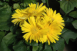 Yellow Gerbera Daisy (Gerbera 'Yellow') at Stonegate Gardens