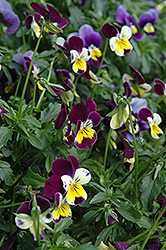 Helen Mount Pansy (Viola tricolor 'Helen Mount') at Stonegate Gardens
