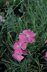 Sweetness Pinks (Dianthus plumarius 'Sweetness') at Stonegate Gardens