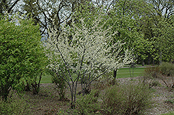 Waneta Plum (Prunus 'Waneta') at Stonegate Gardens