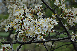 Bluefre Plum (Prunus 'Bluefre') at Stonegate Gardens