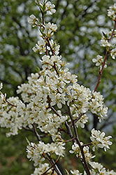 Mariposa Plum (Prunus 'Mariposa') at Stonegate Gardens