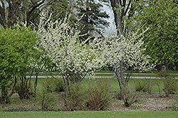 Pipestone Plum (Prunus 'Pipestone') at Stonegate Gardens