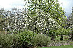Friar Plum (Prunus 'Friar') at Stonegate Gardens