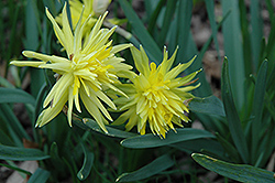 Rip Van Winkle Daffodil (Narcissus 'Rip Van Winkle') at Stonegate Gardens