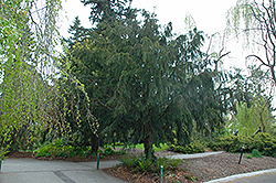 Dovaston Yew (Taxus baccata 'Dovastoniana') at Stonegate Gardens
