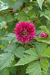 Olympic Double Salmonberry (Rubus spectabilis 'Olympic Double') at Stonegate Gardens