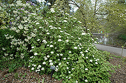 Aurora Viburnum (Viburnum carlesii 'Aurora') at Stonegate Gardens